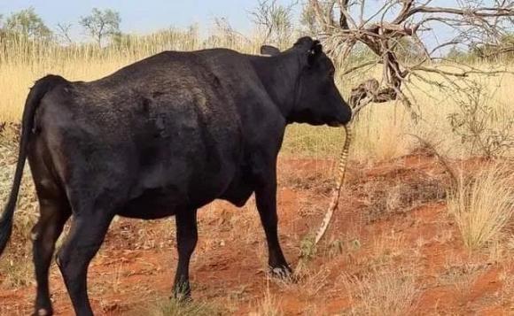 Kỳ quái 'bò tót ăn rắn' ở Australia, các chuyên gia kết luận: sự 'suy thoái bản năng' của con người là điều tốt