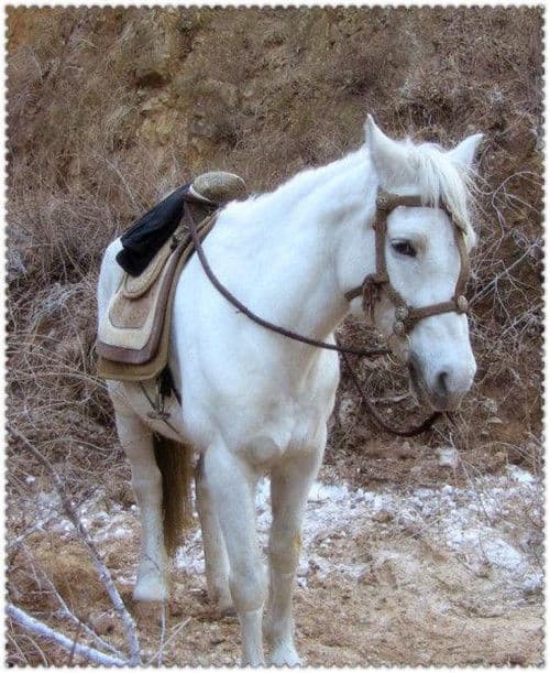 tây du ký, đường tăng, ngựa bạch long, phim Trung Quốc