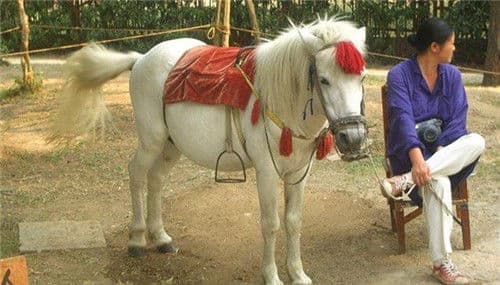 tây du ký, đường tăng, ngựa bạch long, phim Trung Quốc