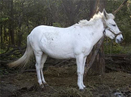 tây du ký, đường tăng, ngựa bạch long, phim Trung Quốc