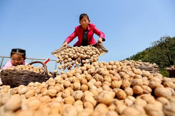 quả óc chó
