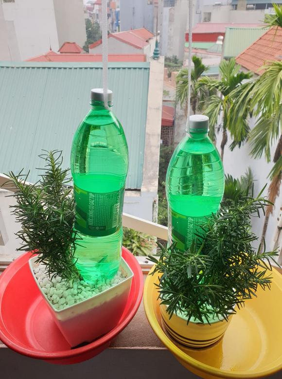 góc sáng tạo, cách cung cấp đủ nước cho cây, trồng cây