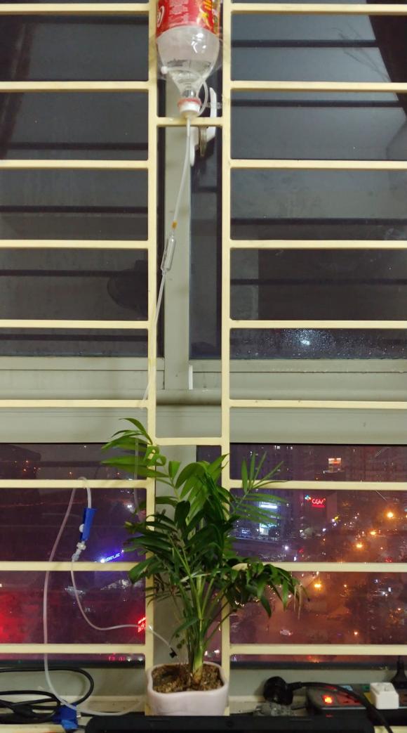 góc sáng tạo, cách cung cấp đủ nước cho cây, trồng cây