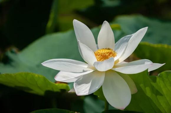 tử vi, con giáp, tháng 1