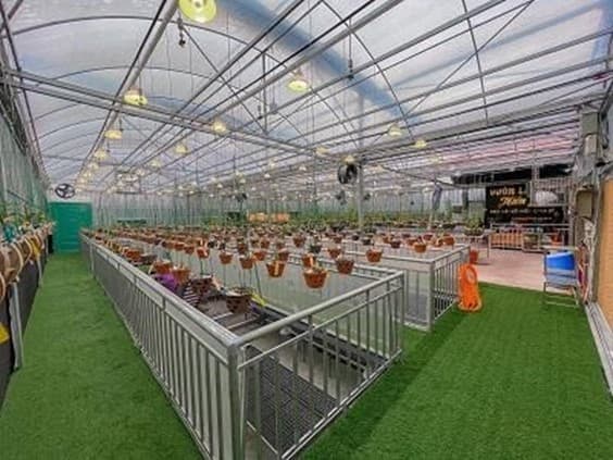 Vũ Đức cường, Nghệ nhân lan, Hoa Lan, Lan đột biến