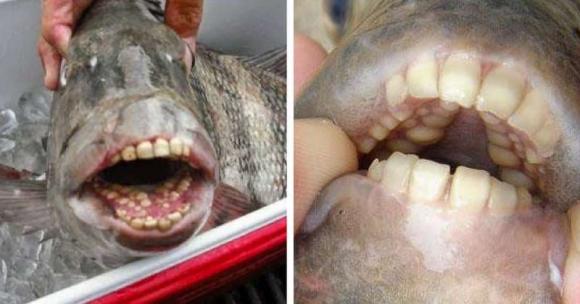  cá có bộ răng giống người, cá lạ, chuyện lạ