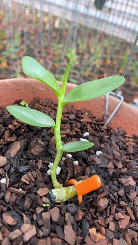 Đỗ Việt Đức, Nghệ nhân lan, Lan đột biến