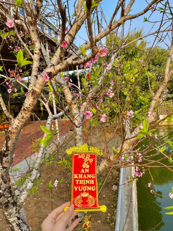 Đỗ Thị Hà, Hoa hậu Đỗ Thị Hà, sao Việt