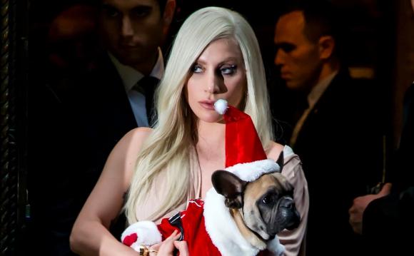 Lady Gaga, ca sĩ Lady Gaga, sao Hollywood, chó Bull 
