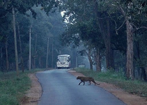 báo hoa, báo gấm, động vật, 