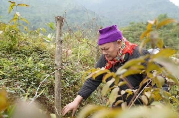 nguyen-thi-them-53 (1).jpg 0 Nguyễn Thị Thêm, Thảo dược Việt, Thảo dược gia truyền Bà Thông