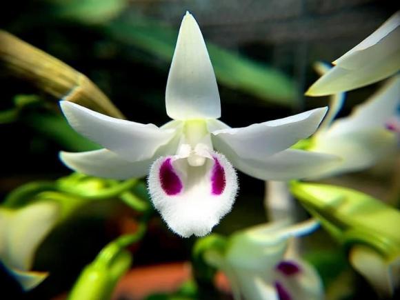 nguyen-hoang-phuc-vinh-83 (1).jpg 0 Nguyễn Hồ Phúc Vinh, nghệ nhân lan, vườn lan Thảo Ngân