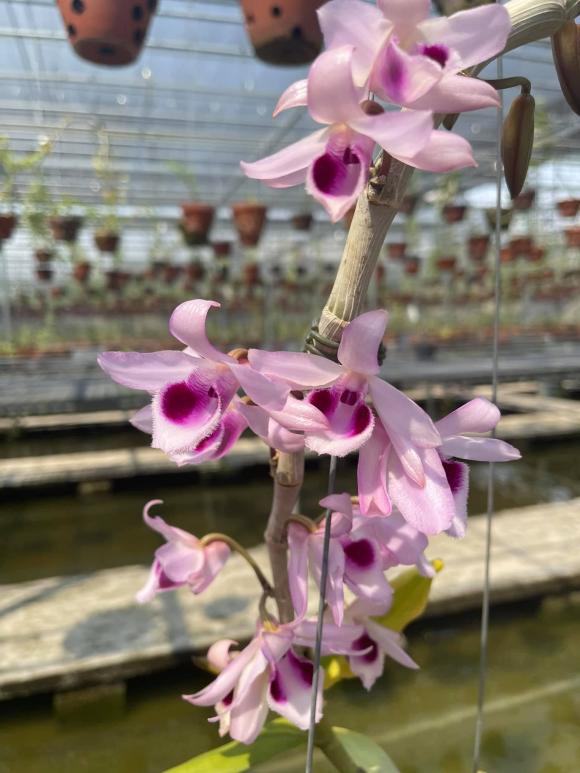 nguyen-hoang-phuc-vinh-83 (1).jpg 0 Nguyễn Hồ Phúc Vinh, nghệ nhân lan, vườn lan Thảo Ngân