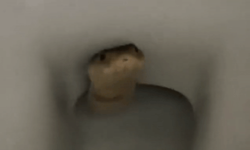 khoảnh khắc thót tim, rắn hổ mang, rắn trong toilet