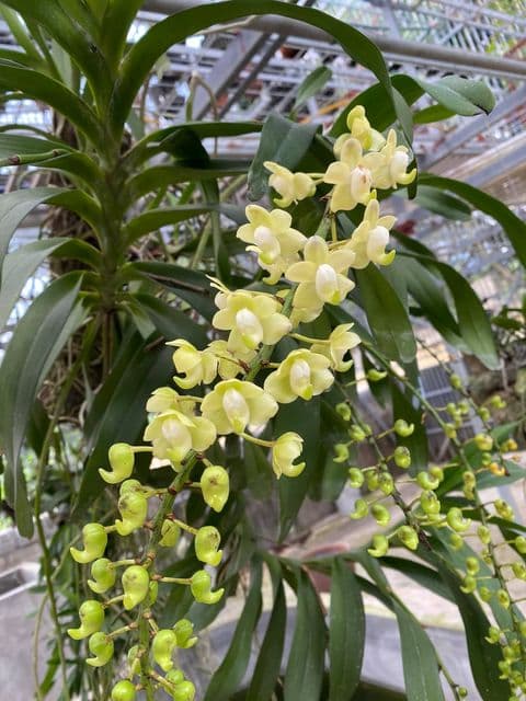 Hoàng Hữu Trung, hoa lan, lan đột biến