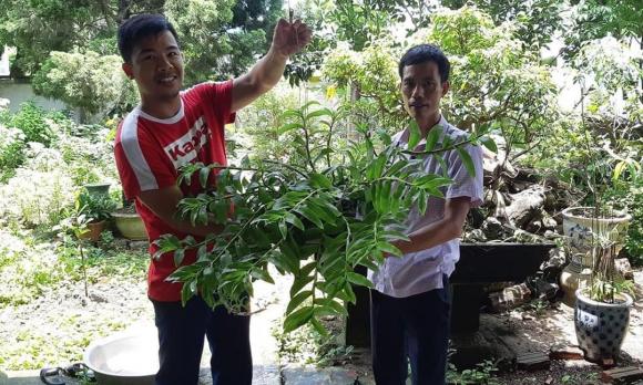 Hoàng Ngọc Huyên, Hoa lan, Lan đột biến