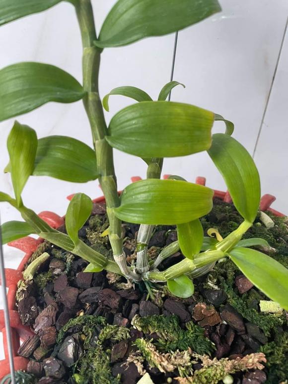 Nghệ nhân Nguyễn Tiệp, lan đột biến, Hoa lan