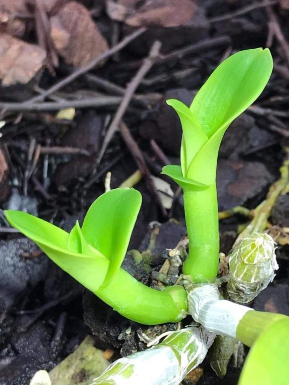 Nghệ nhân Nguyễn Tiệp, lan đột biến, Hoa lan