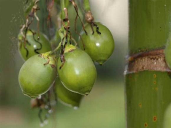 tác dụng của quả cau, chăm sóc sức khỏe đúng cách, lưu ý khi ăn trầu cau