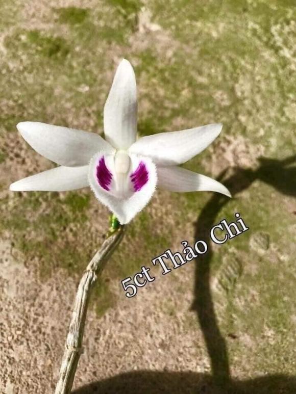 vu-doan-hieu-263 (1).jpg 0 Vũ Doãn Hiếu, Nghệ nhân trồng lan, Lan đột biến