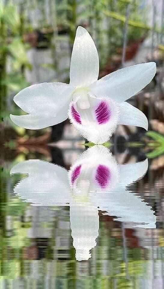 vu-doan-hieu-263 (1).jpg 0 Vũ Doãn Hiếu, Nghệ nhân trồng lan, Lan đột biến