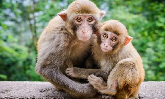 12 con giáp, tử vi hàng ngày, tử vi 12 con giáp