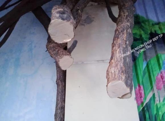 hoa giấy vũng tàu, hoa giấy vũng tàu bị chặt trộm
