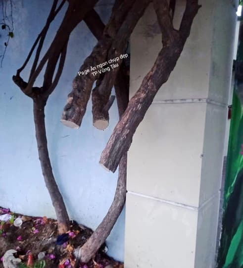 hoa giấy vũng tàu, hoa giấy vũng tàu bị chặt trộm