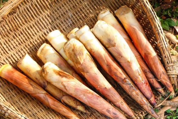 măng tre, kinh nghiệm đi chợ, măng
