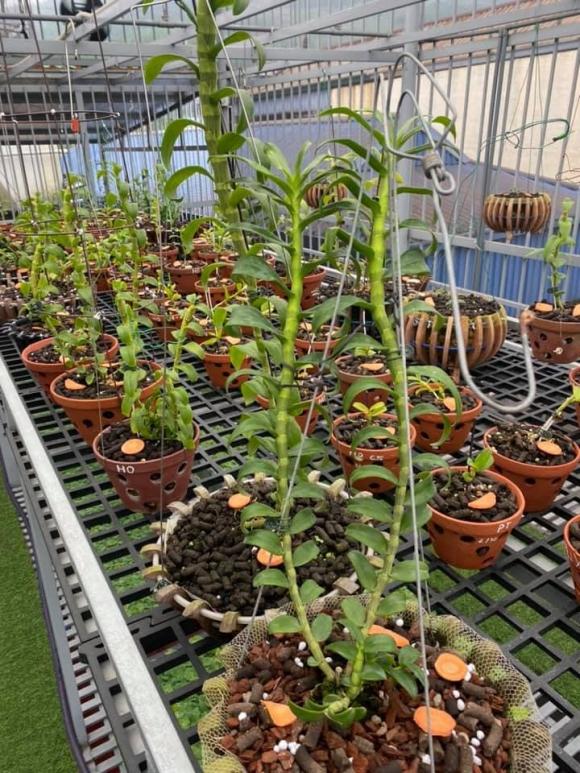 nghe-nhan-lan-293 (1).jpg 0 Nghệ nhân lan, Nguyễn Tùng Huy, Lan đột biến