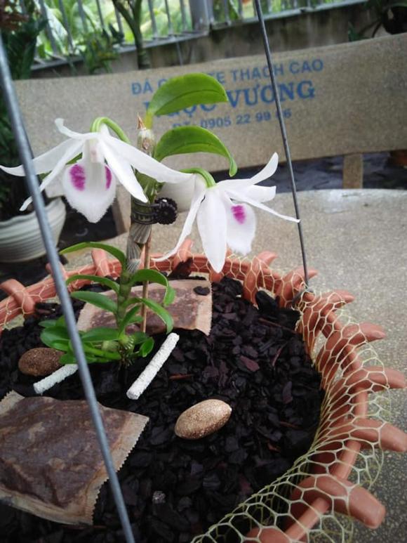 Nguyễn Ngọc Vương, Nghệ nhân lan, Lan đột biến