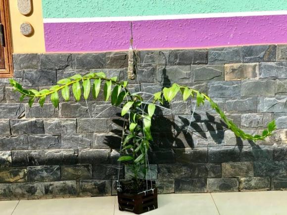 vu-do-hoang-tin-303 (1).jpg 0 Vũ Đỗ Hoàng Tín, Nghệ nhân lan, Lan đột biến