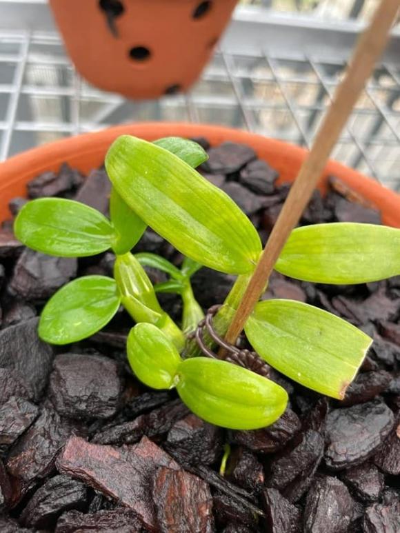 thanh-nho-quan-313 (1).jpg 0 Thành Nho Quan, lan đột biến