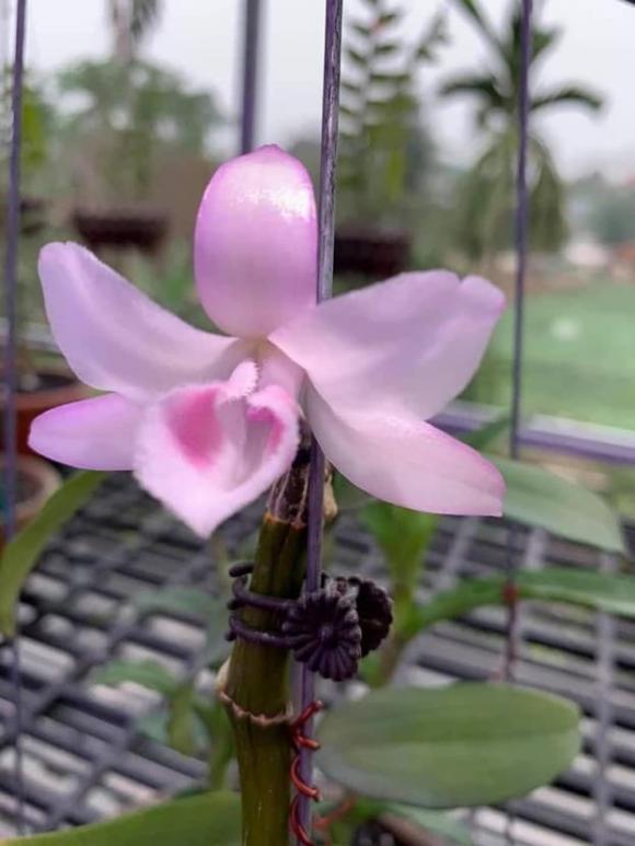 thanh-nho-quan-313 (1).jpg 0 Thành Nho Quan, lan đột biến