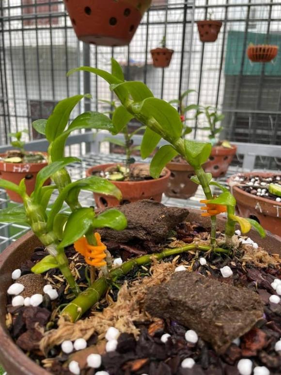 thanh-nho-quan-313 (1).jpg 0 Thành Nho Quan, lan đột biến