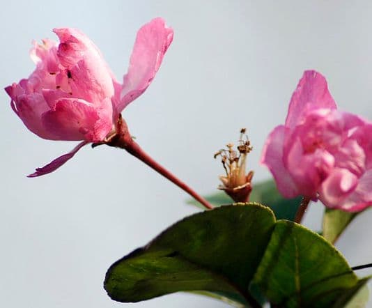 con giáp, tử vi, tháng 4