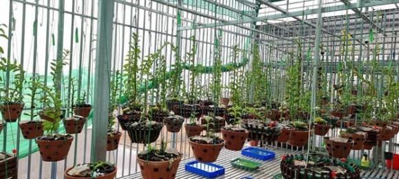 Nguyễn Duy Quý, Lan var, Lan đột biến