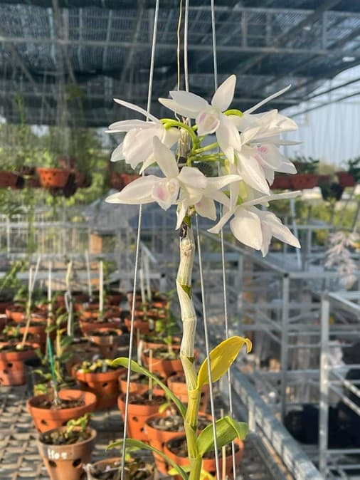 picture1-ngoisaovn-w506-h674 3 Nghệ nhân Tống Duy Thức,nghệ nhân lan,lan đột biến