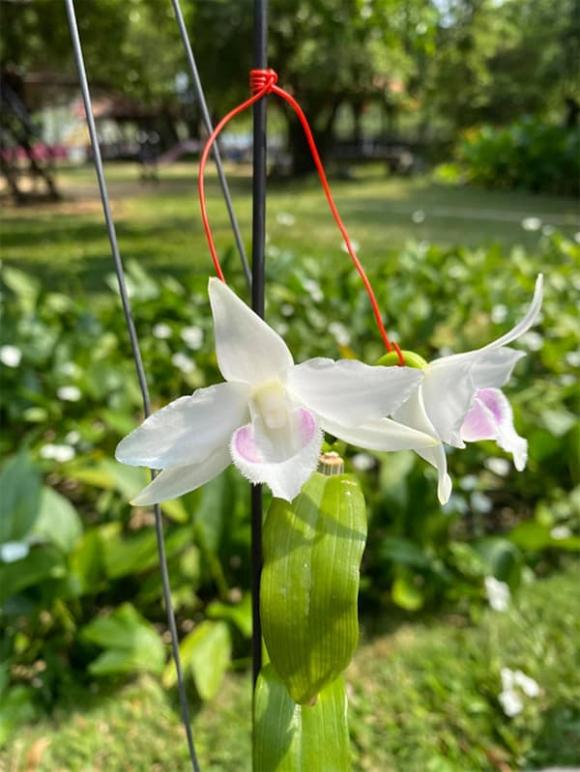 picture31-ngoisaovn-w600-h799 0 Nghệ nhân Tống Duy Thức,nghệ nhân lan,lan đột biến