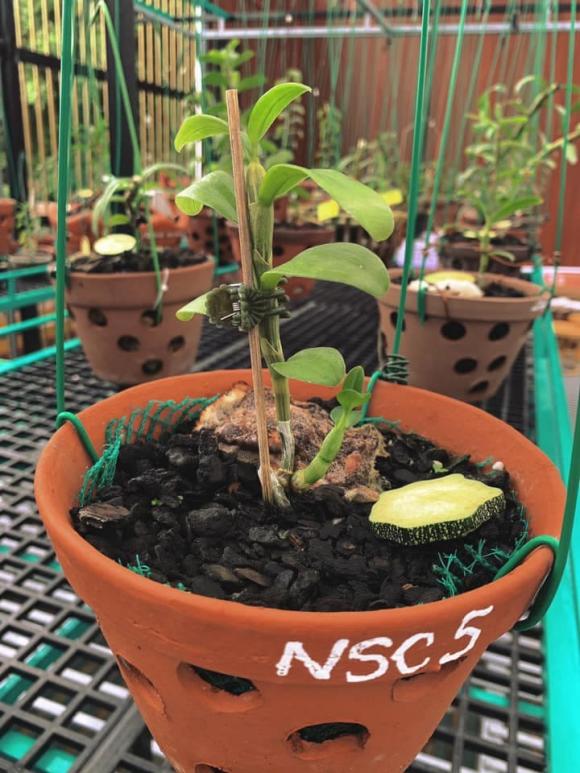 Nghệ nhân Trần Hạo Nam, Lan đột biến, Trồng hoa lan