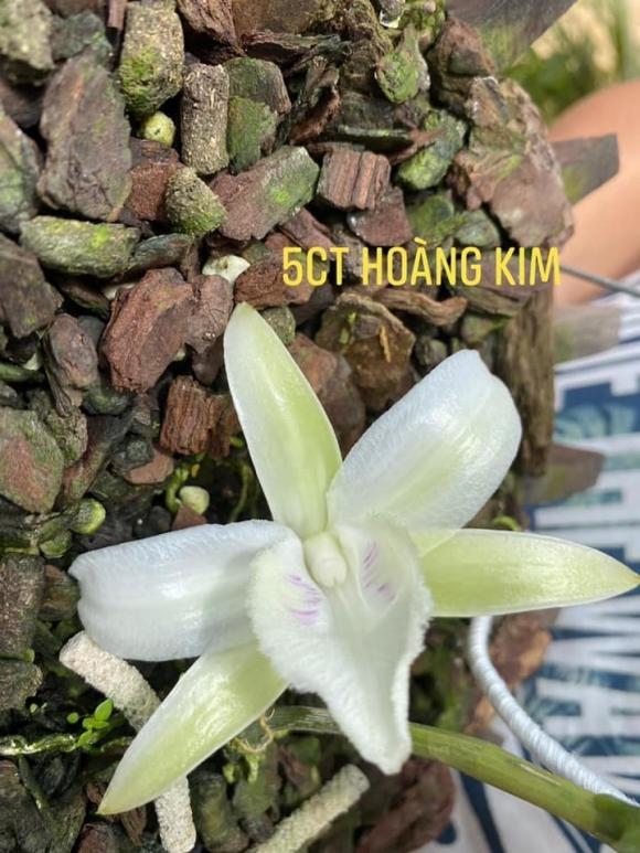 Nghệ nhân Nguyễn Duy Hair, Lan đột biến, chăm sóc hoa lan