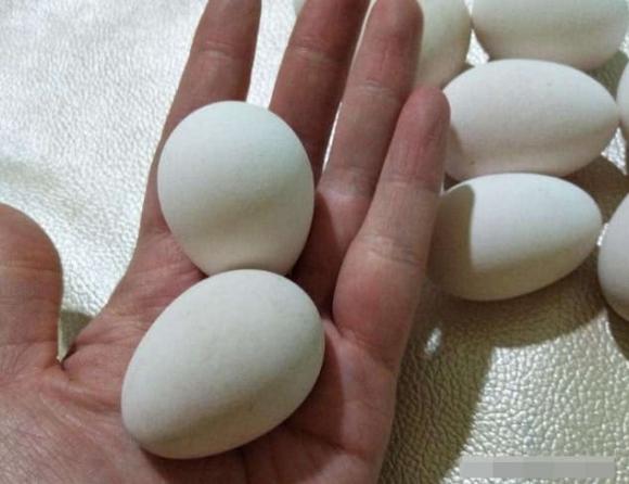 Dụng cụ tạo hình trứng cút