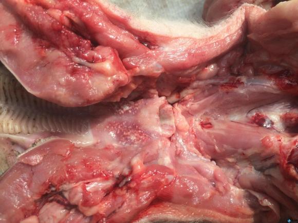 thịt lợn, an toàn thực phẩm, bộ phận lợn không nên ăn