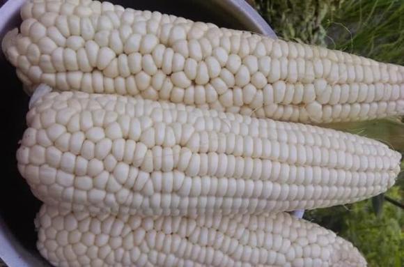 cách luộc ngô, luộc ngô như thế nào, lưu ý khi luộc ngô