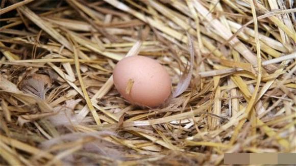 trứng, ăn trứng, lợi ích của trứng
