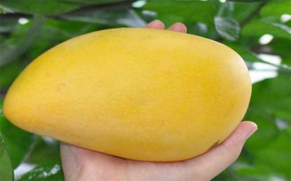 xoài, xoài kỵ với hải sản, mẹo vặt