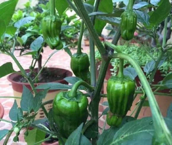 cách trồng ớt, trồng ớt đúng cách, lưu ý khi trồng ớt