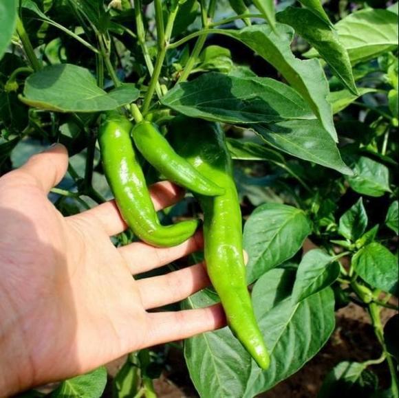 cách trồng ớt, trồng ớt đúng cách, lưu ý khi trồng ớt