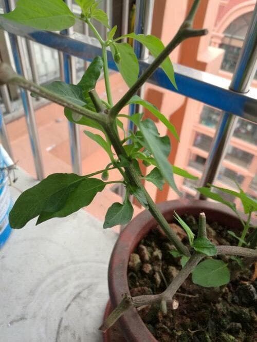 cách trồng ớt, trồng ớt đúng cách, lưu ý khi trồng ớt