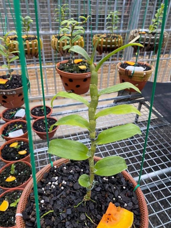 Phạm Văn Chiến, Hoa lan, Phong lan